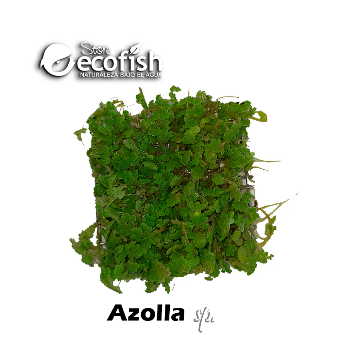Azolla sp.