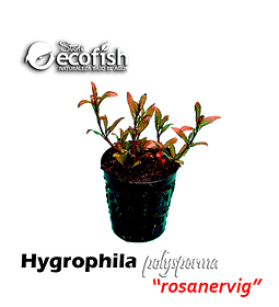Hygrophila polysperma 