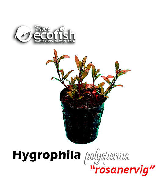 Hygrophila polysperma "Rosanervig"
