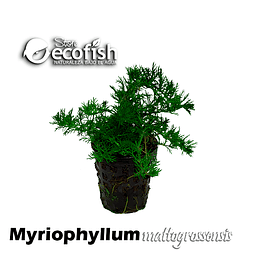 Myriophyllum mattogrossensis