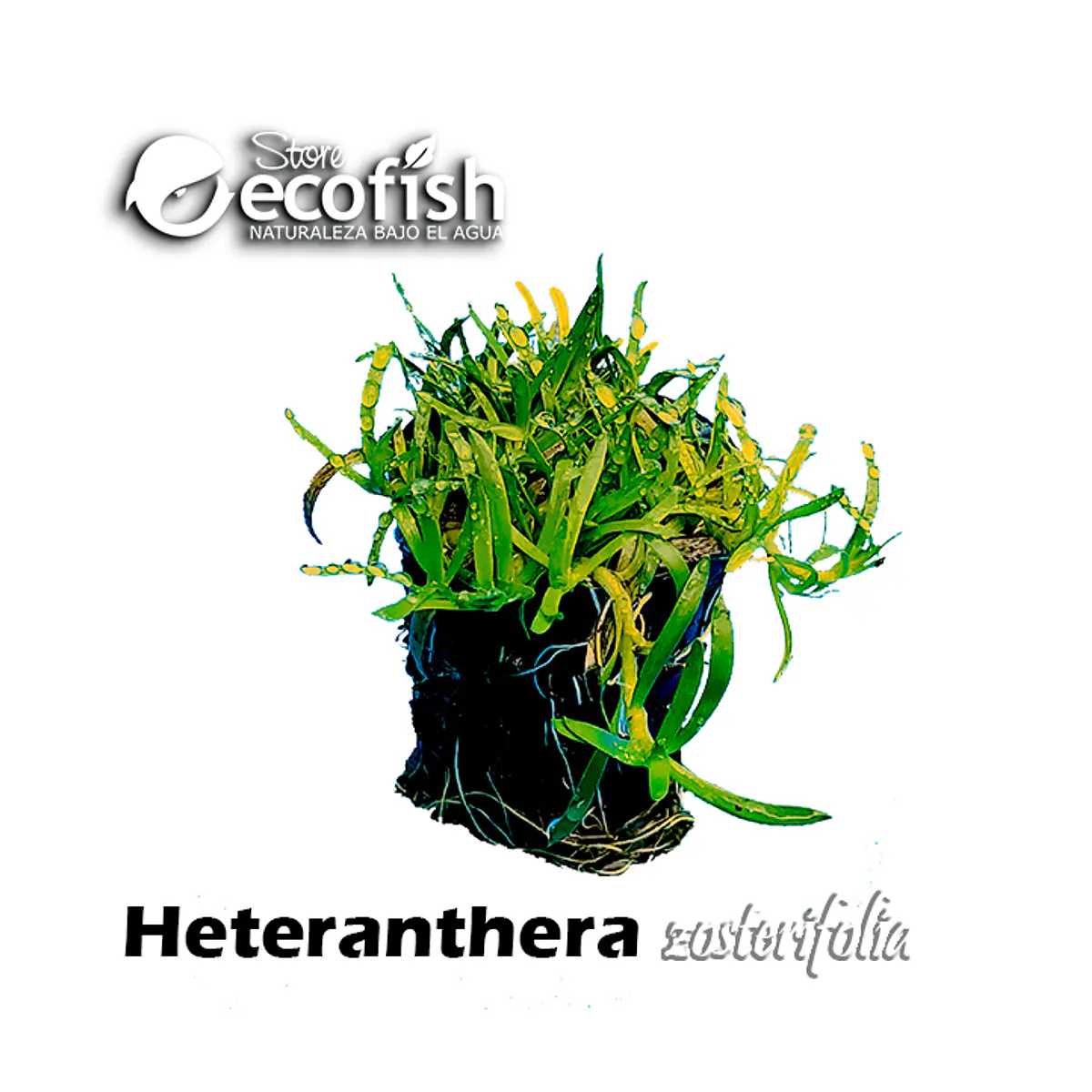 Heteranthera zosterifolia