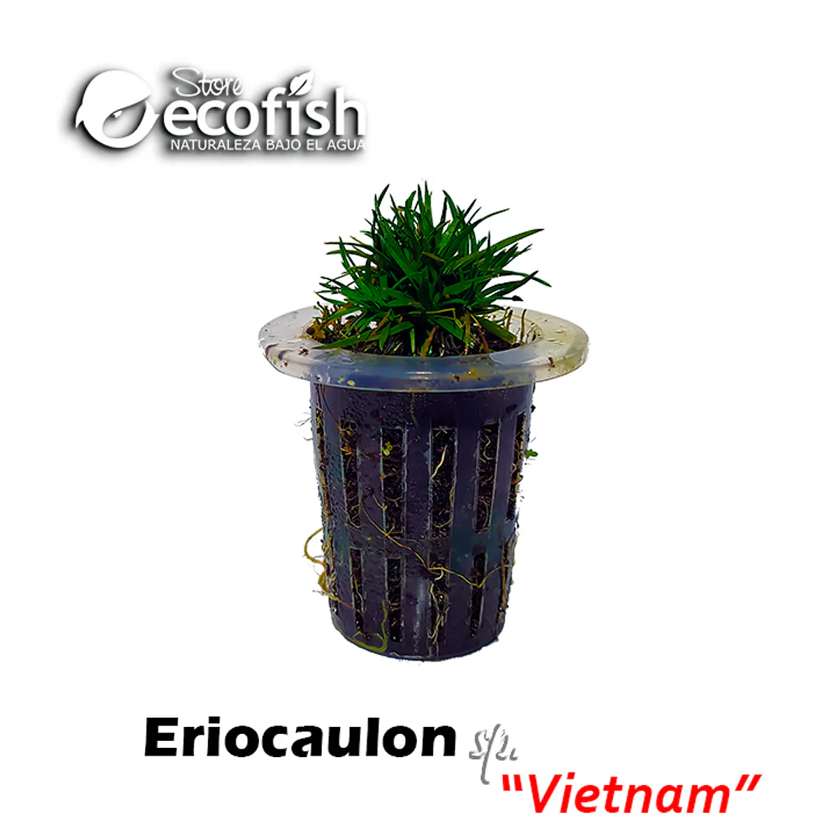 Eriocaulon sp. "Vietnam"