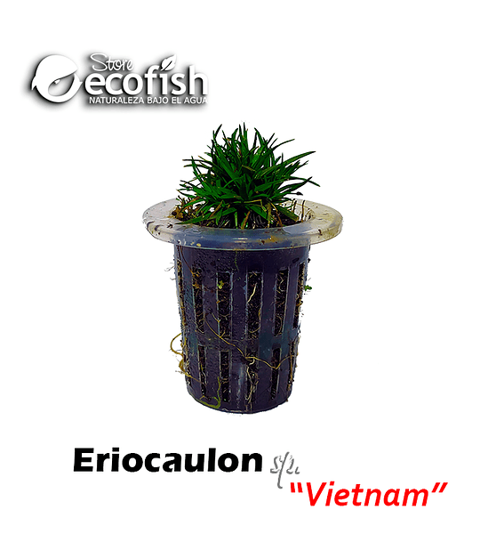 Eriocaulon sp. "Vietnam"