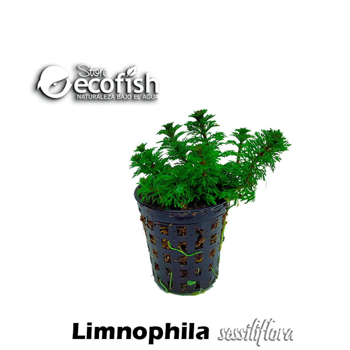 Limnophila sessiliflora