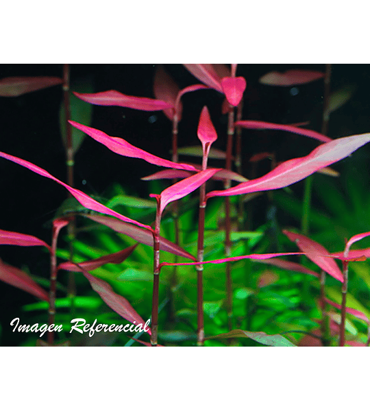 Poligonum kawagoeanum
