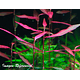 Poligonum kawagoeanum