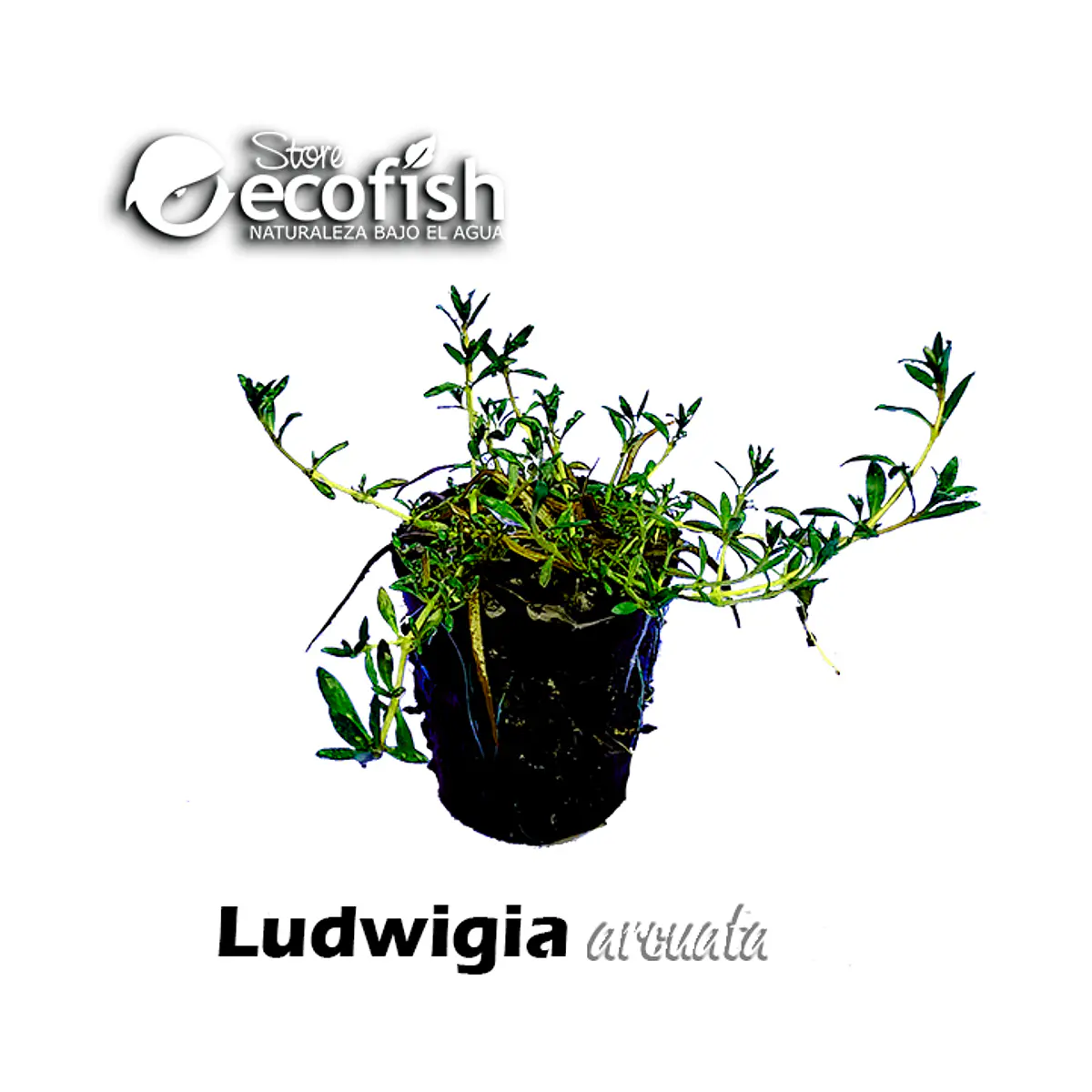 Ludwigia arcuata