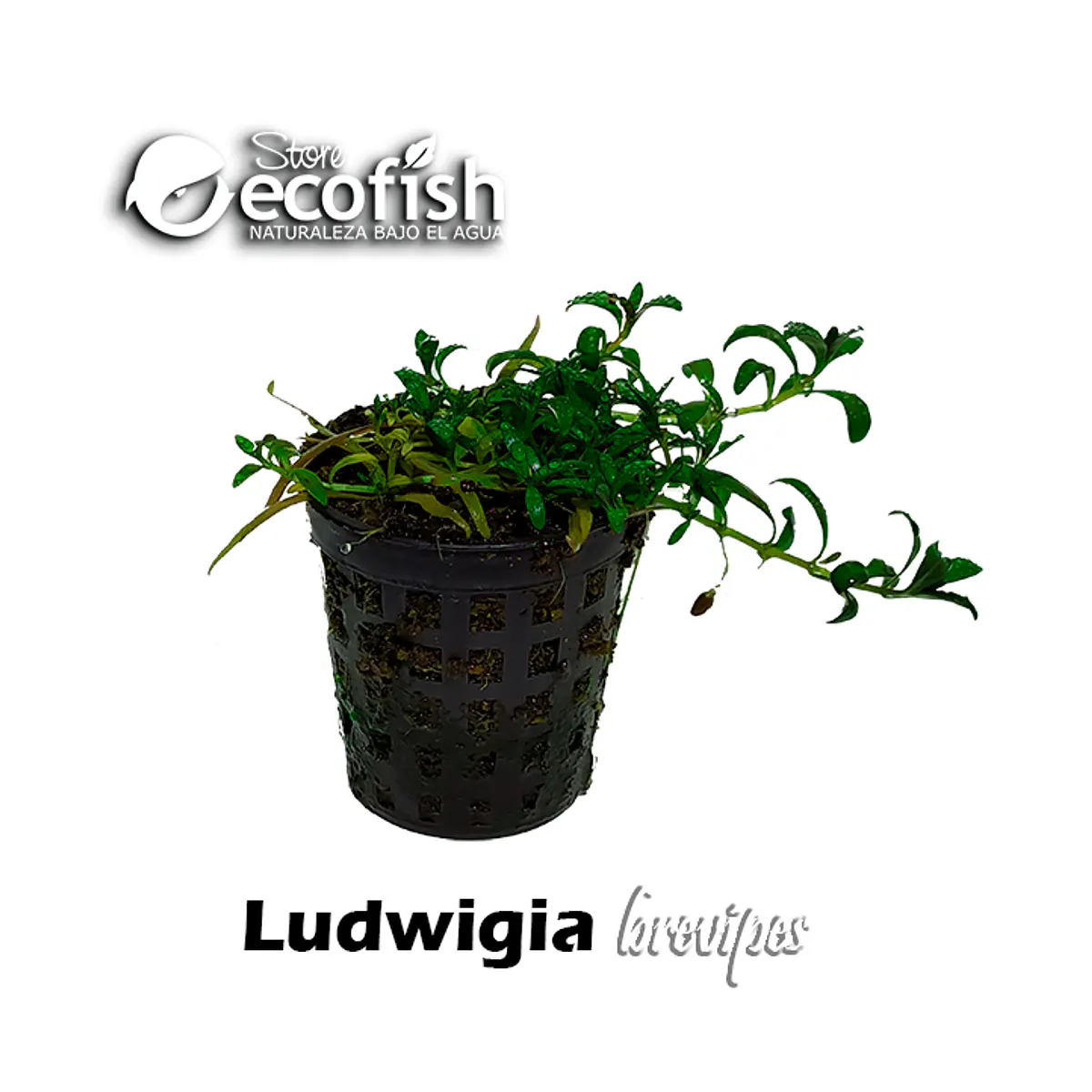 Ludwigia brevipes