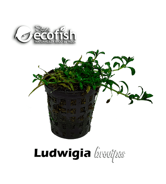 Ludwigia brevipes