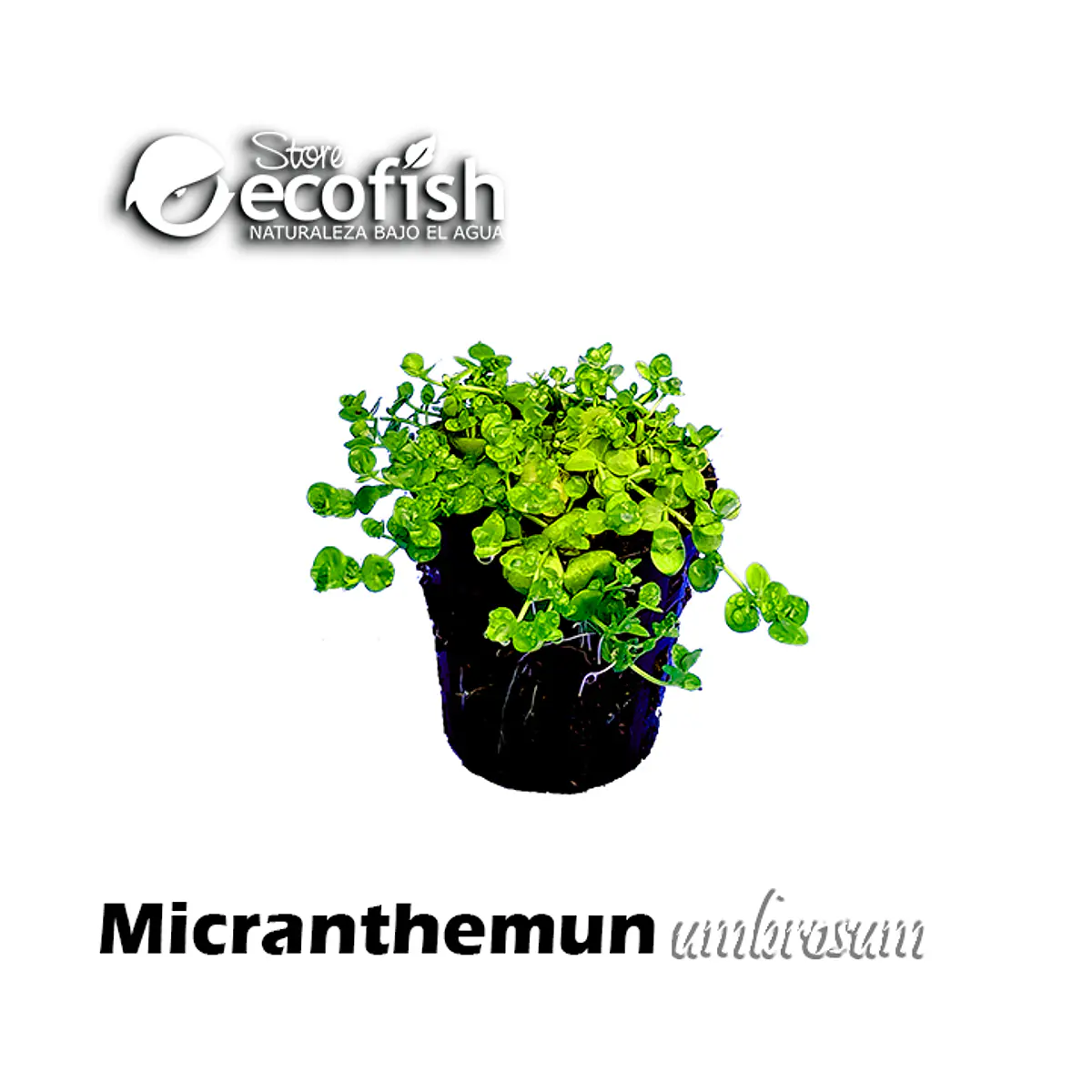 Micranthemun umbrosum