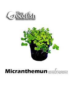 Micranthemun umbrosum