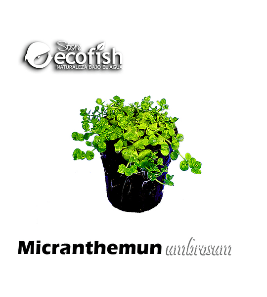 Micranthemun umbrosum