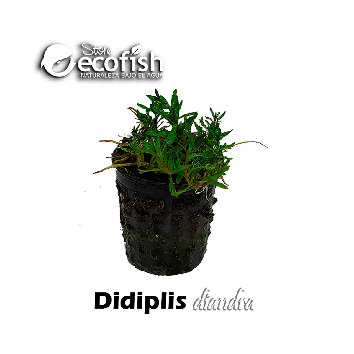 Didiplis diandra