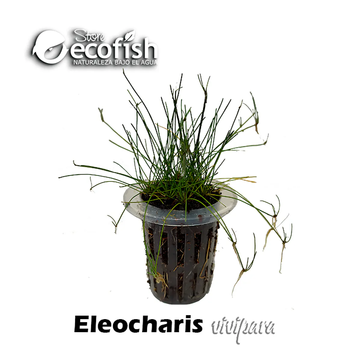 Eleocharis vivipara