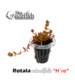 Rotala rotundifolia "H´ra"