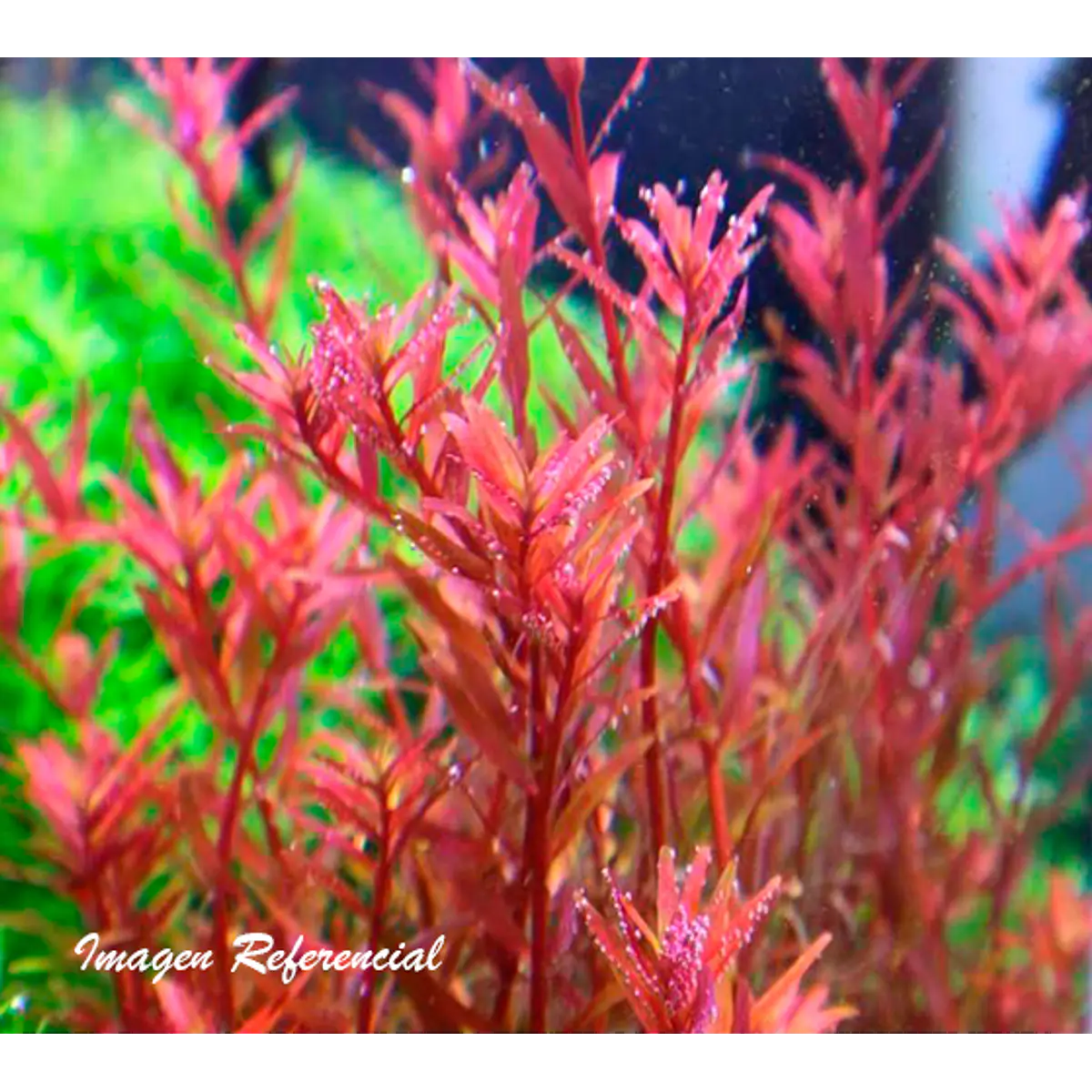 Rotala rotundifolia H´ra