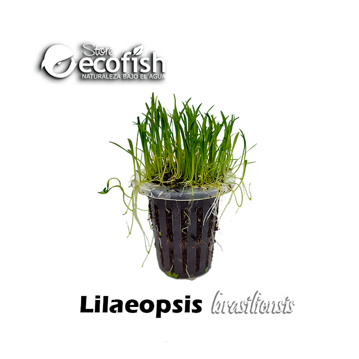 Lilaeopsis brasiliensis