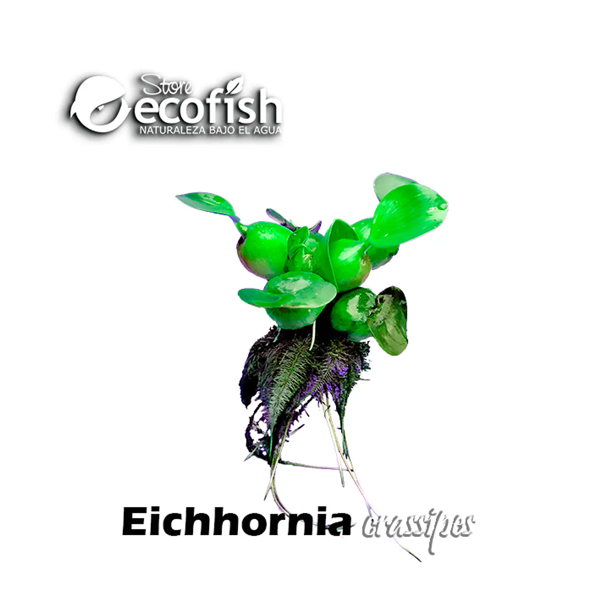 Jacinto Acuático - Eichhornia Crassipes