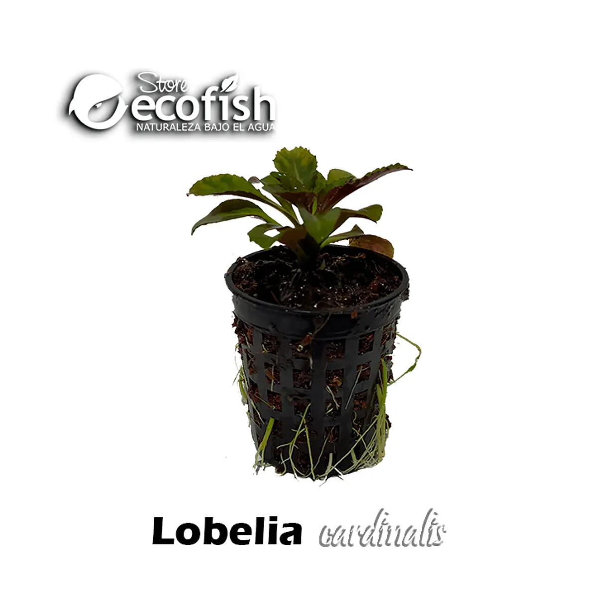Lobelia cardinalis