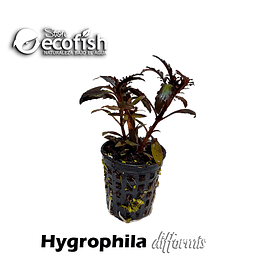 Hygrophila difformis
