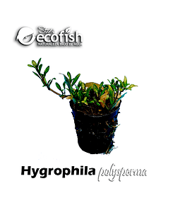 Hygrophila polysperma