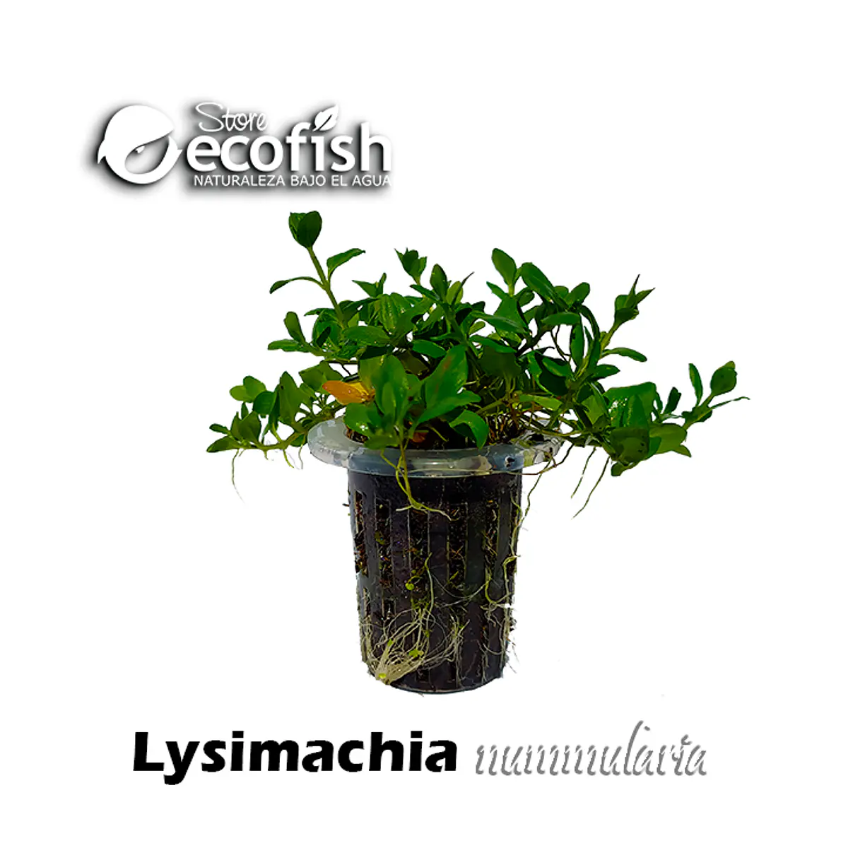 Lysimachia nummularia
