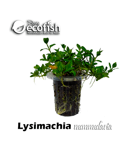 Lysimachia nummularia