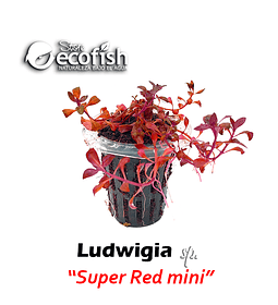 Ludwigia sp. "Super Red Mini"