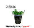 Myriophyllum sp. "Guyana"