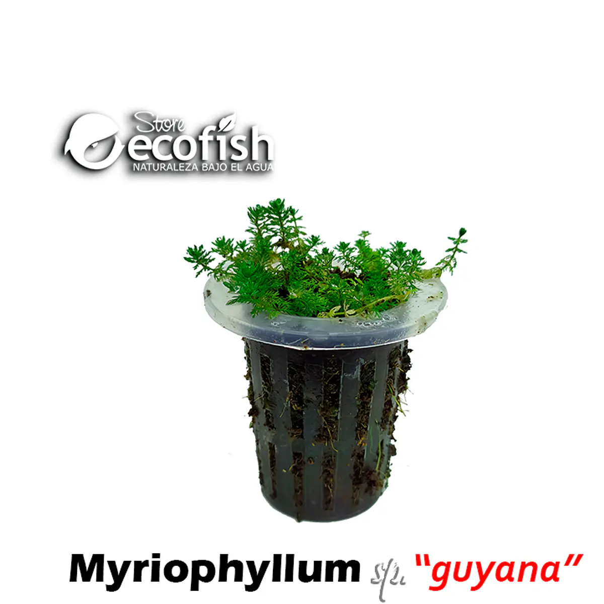 Myriophyllum sp. "Guyana"