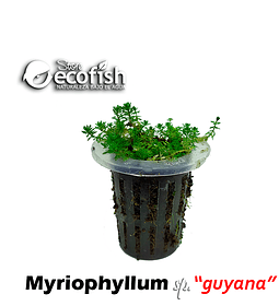 Myriophyllum sp. 