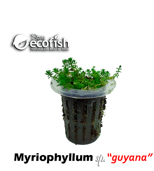 Myriophyllum sp. "Guyana"