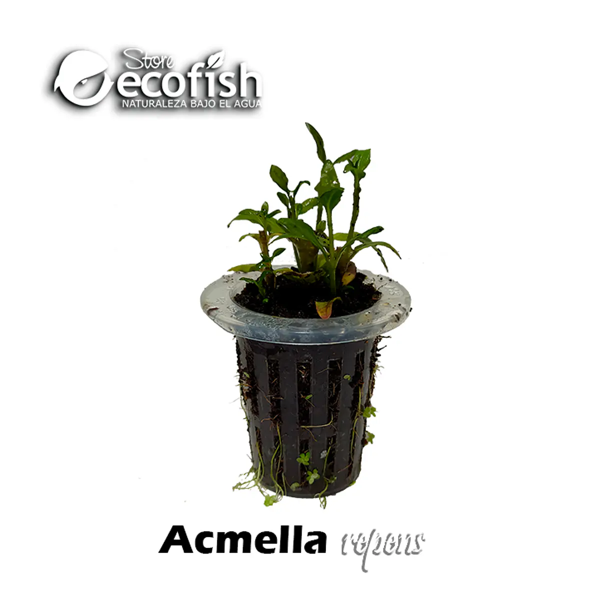 Acmella repens