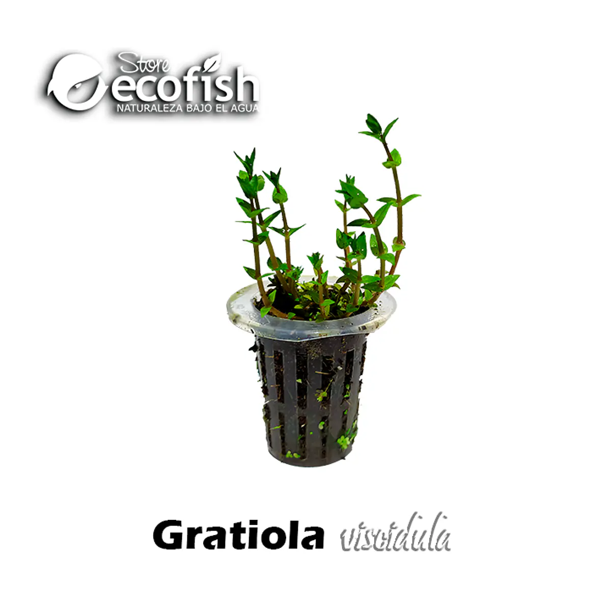 Gratiola viscidula