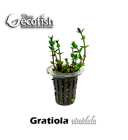 Gratiola viscidula