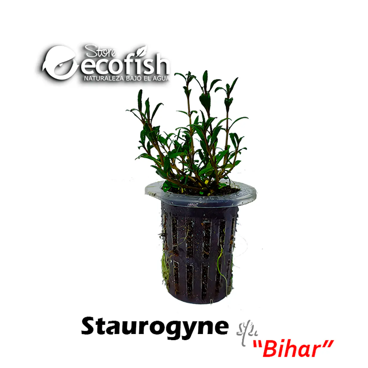 Staurogyne sp. "Bihar"