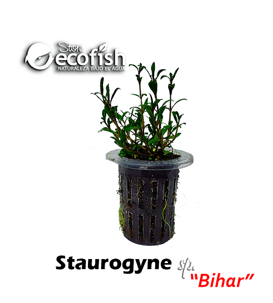 Staurogyne sp. "Bihar"
