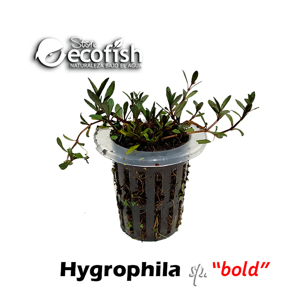 Hygrophila sp. "Bold"
