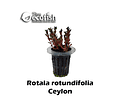 Rotala rotundifolia "Ceylon"