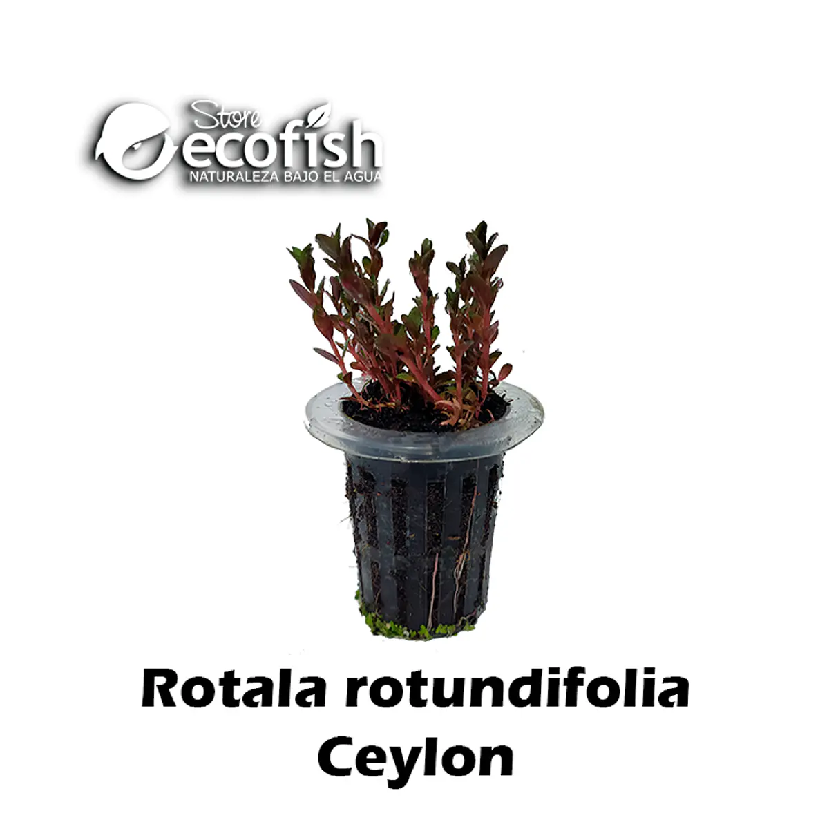Rotala rotundifolia "Ceylon"