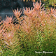 Rotala rotundifolia "Ceylon"