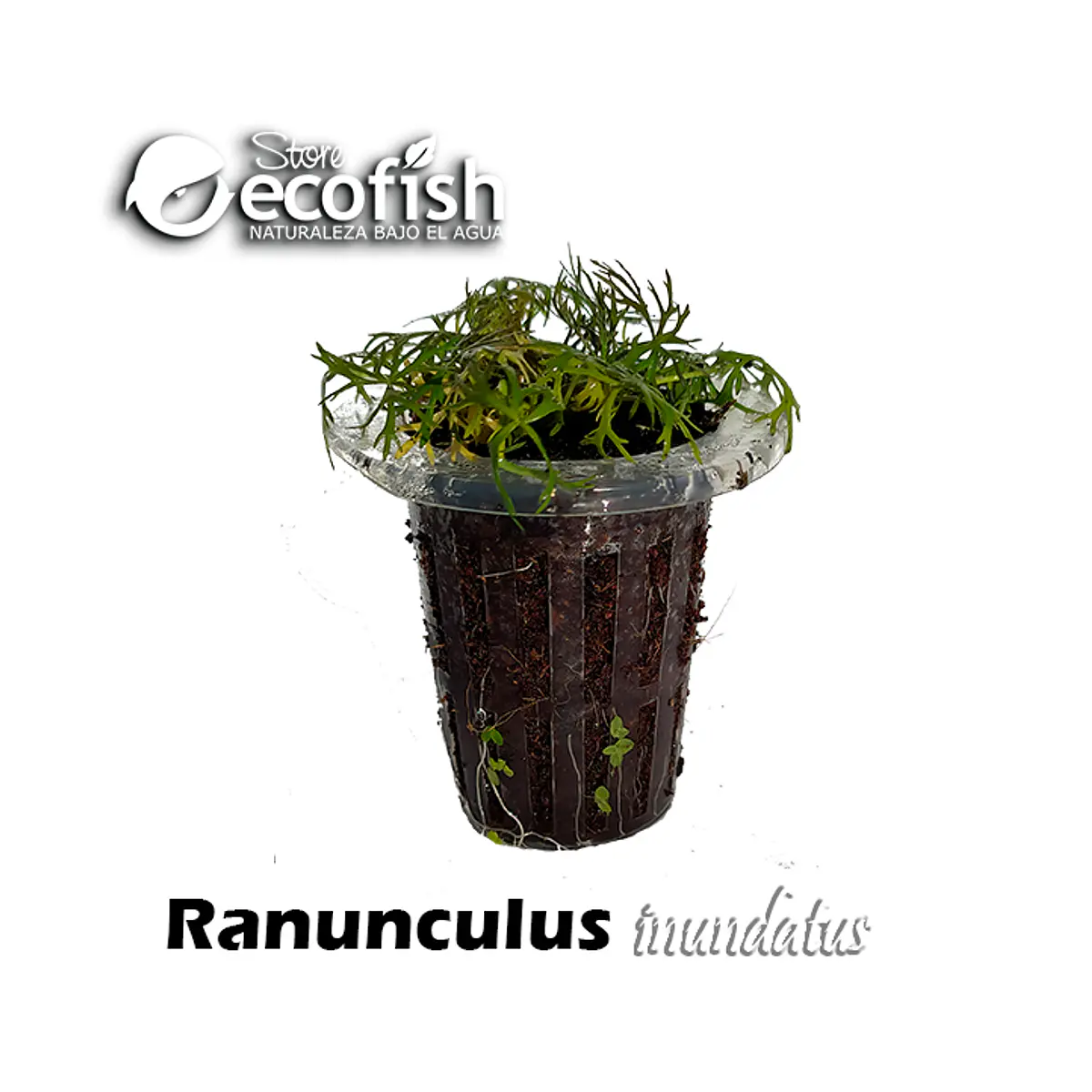Ranunculus inundatus
