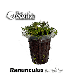Ranunculus inundatus