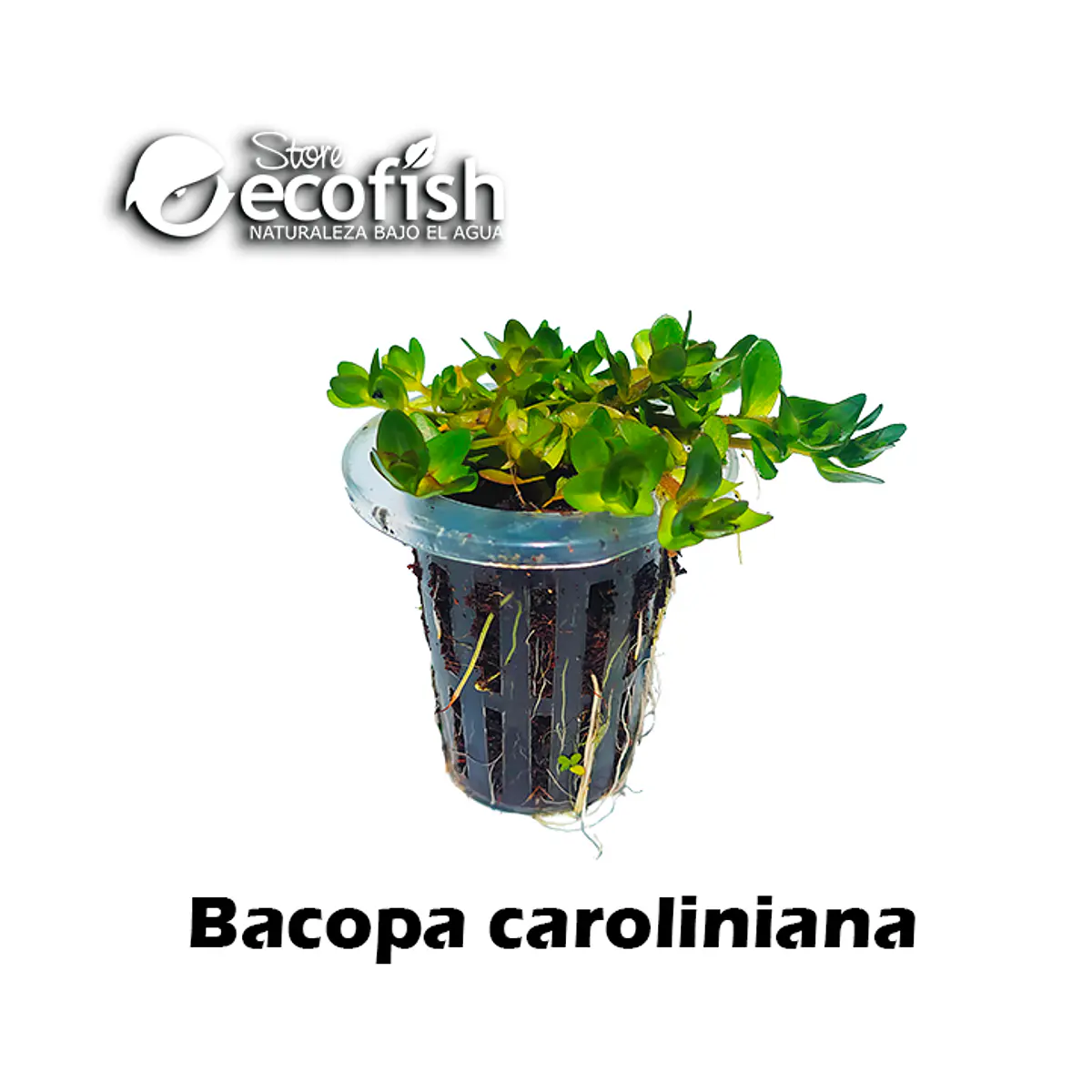 Bacopa caroliniana