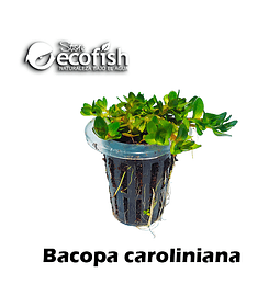 Bacopa caroliniana