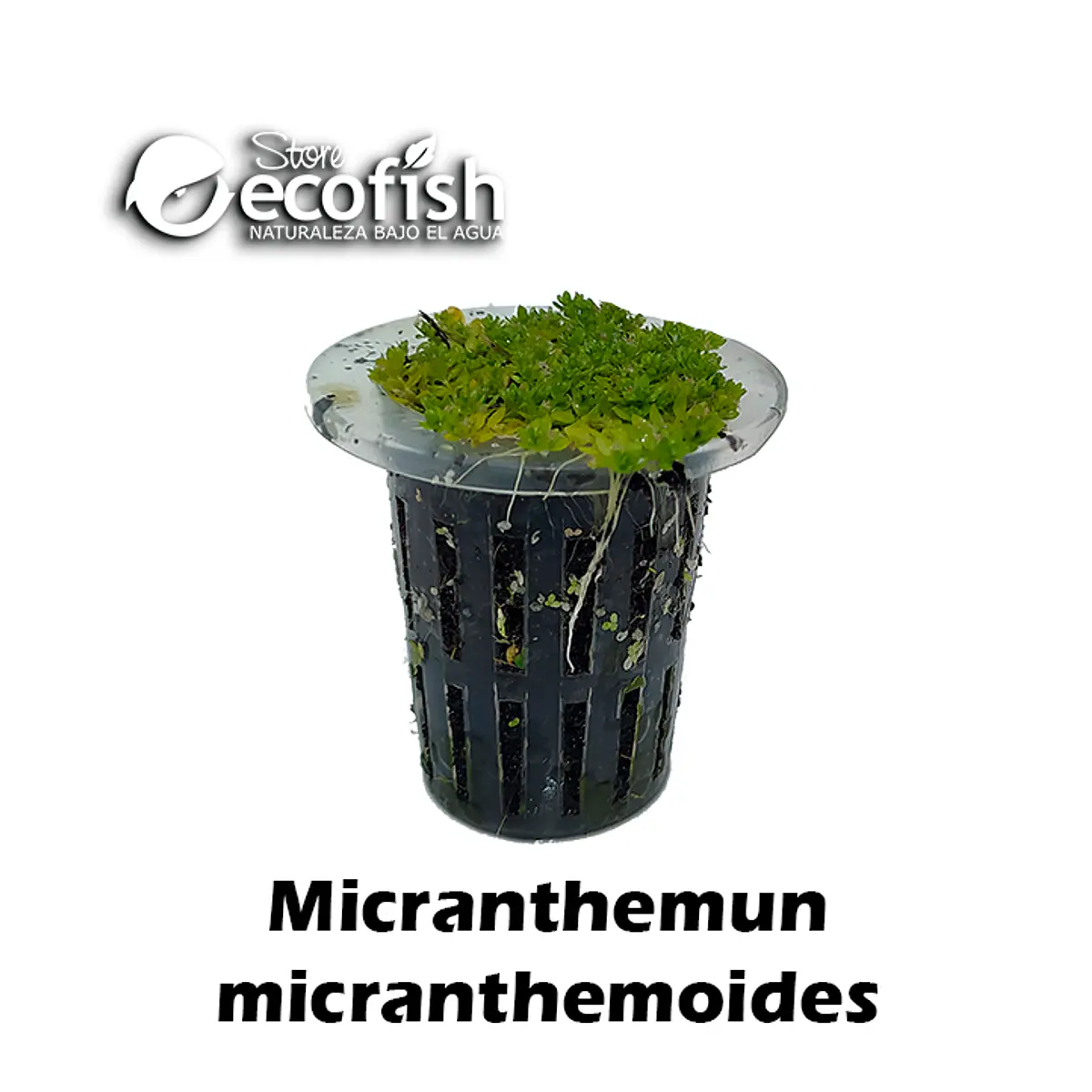 Micranthemun micranthemoides