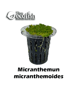 Micranthemun micranthemoides
