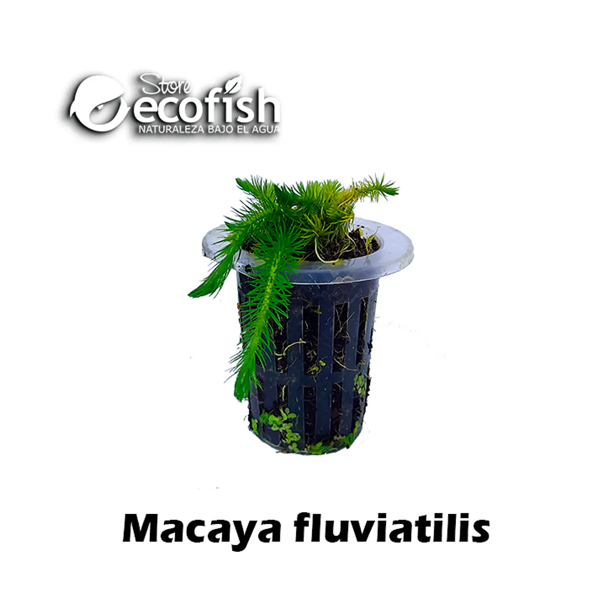 Macaya fluviatilis