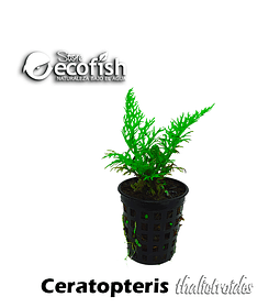 Ceratopteris thalictroides