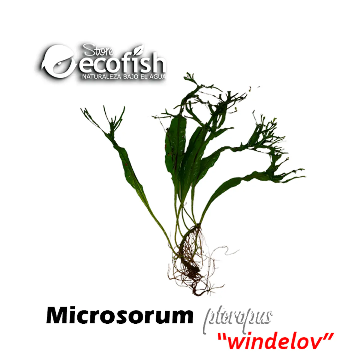 Microsorum pteropus "Windelov"